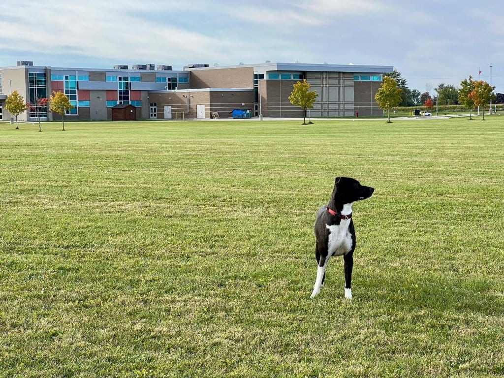 Black and white dog standing on a large green field with school behind